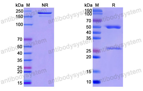 Anti-SARS-COV2 RBD Antibody (1A12)