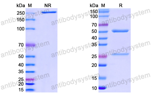 Anti-SARS-CoV-2 RBD antibody (1B6)