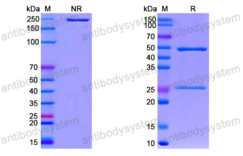 Anti-SARS-CoV-2 RBD antibody (1E4#)