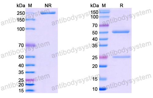 Anti-SARS-CoV-2 RBD antibody (2A2)