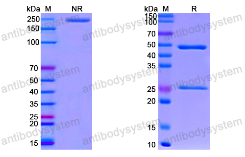 Anti-SARS-CoV-2 RBD antibody (2B5)