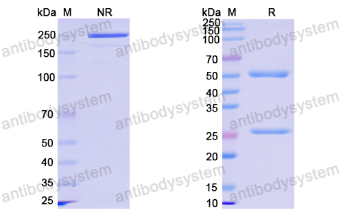 Anti-SARS-CoV-2 S2 Protein antibody (1D8)