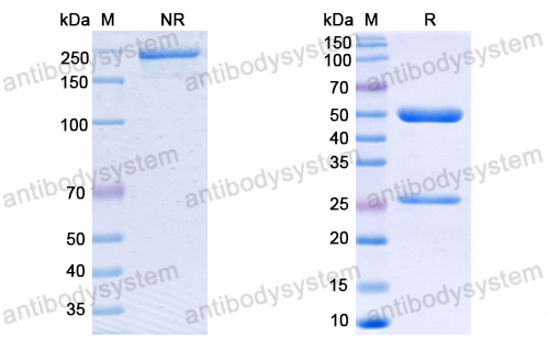 Anti-SARS-CoV-2 S2 Protein antibody (2G5)