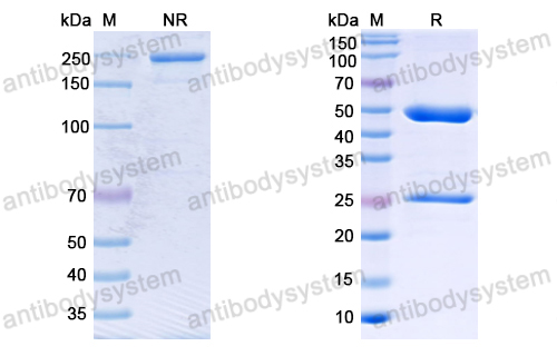 Anti-SARS-CoV-2 S2 Protein antibody (2D7)