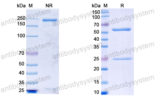 Anti-SARS-CoV-2 S2 Protein antibody (2F8)