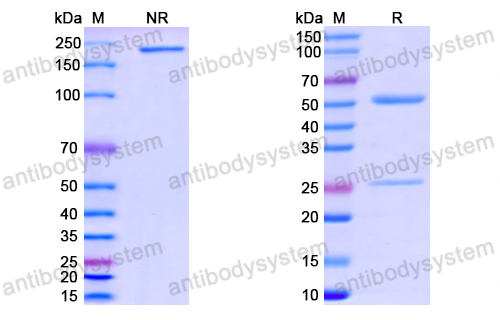 Anti-SARS-CoV-2 NP/Nucleoprotein antibody (2D2)