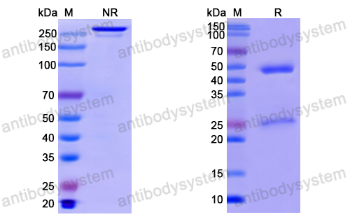 Anti-SARS-CoV-2 NP/Nucleoprotein antibody (2G7)