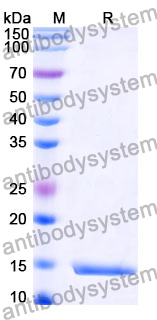 Anti-SARS-CoV-2 NP/Nucleoprotein Nanobody (SAA0960)