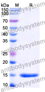 Anti-SARS-CoV-2 NP/Nucleoprotein Nanobody (SAA0961)