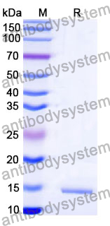 Anti-SARS-CoV-2 NP/Nucleoprotein Nanobody (SAA1347)