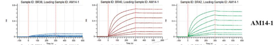 Bioactivity for Anti-HRSV F/Fusion glycoprotein F0 Antibody (Am14) ?>