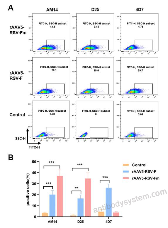 Flow Cytometry for Anti-HRSV F/Fusion glycoprotein F0 Antibody (Am14) ?>