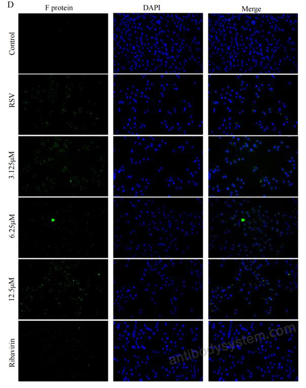 Immunofluorescence for Anti-HRSV F Protein Antibody (131-2A) ?>