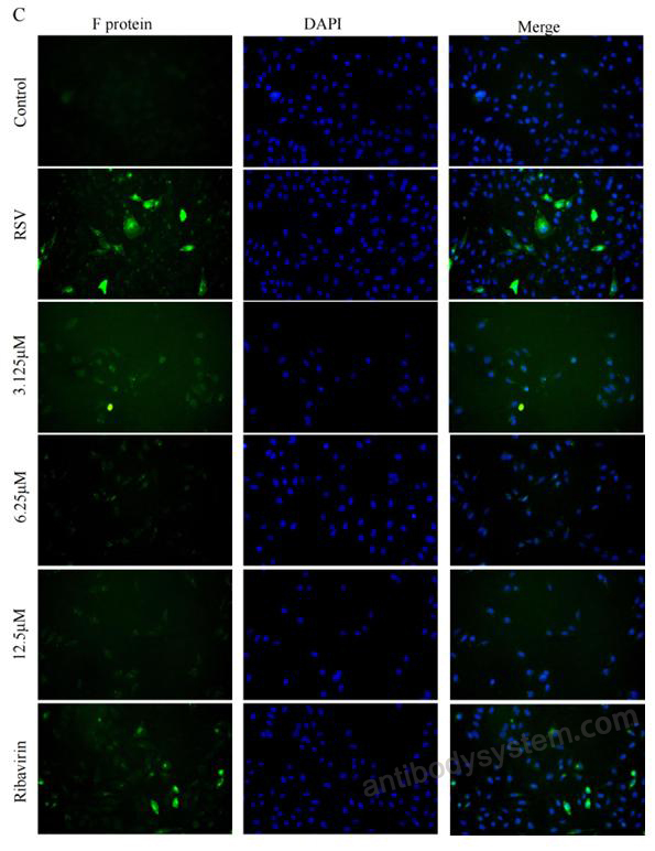 Immunofluorescence for Anti-HRSV F Protein Antibody (131-2A) ?>