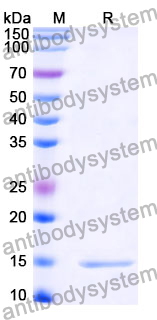 Anti-HRSV F/Fusion glycoprotein F0 Nanobody (SAA0982)