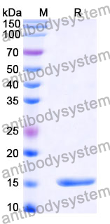 Anti-HRSV F/Fusion glycoprotein F0 Nanobody (SAA1036)