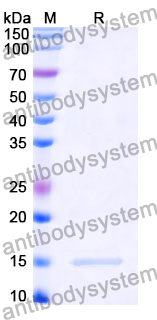 Anti-HRSV F/Fusion glycoprotein F0 Nanobody (SAA1194)