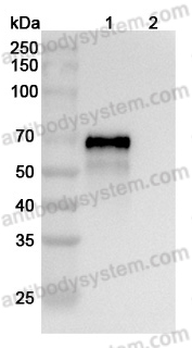 Anti-RSV F/Fusion glycoprotein F0 (SAA2058)