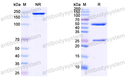 Anti-Pan HBV S/L-HBsAg/L glycoprotein Antibody (KR127)