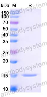 Anti-HIV1 Surface protein gp120 Nanobody (SAA0912)