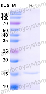 Anti-HIV1 Surface protein gp120 Nanobody (SAA0881)