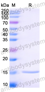 Anti-HIV1 Surface protein gp120 Nanobody (SAA0882)