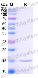 Anti-HIV1 Surface protein gp120 Nanobody (SAA0894)