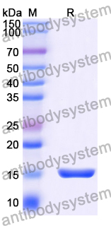 Anti-Influenza A virus NP/Nucleoprotein protein Nanobody (SAA1425)