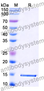 Anti-Zaire ebolavirus/ZEBOV GP/GP1,2 Nanobody (SAA1248)