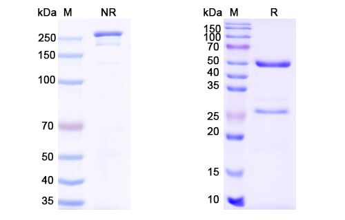 Anti-DENV-2 E-DII/Envelope Protein E Antibody (2A10)