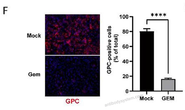 Immunofluorescence for Anti-LASV GPC Antibody (12.1F) ?>