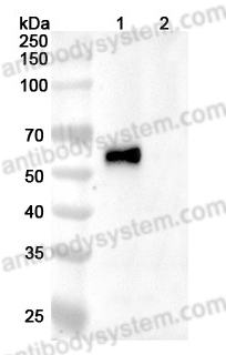 Anti-LASV GPC Antibody (12.1F)