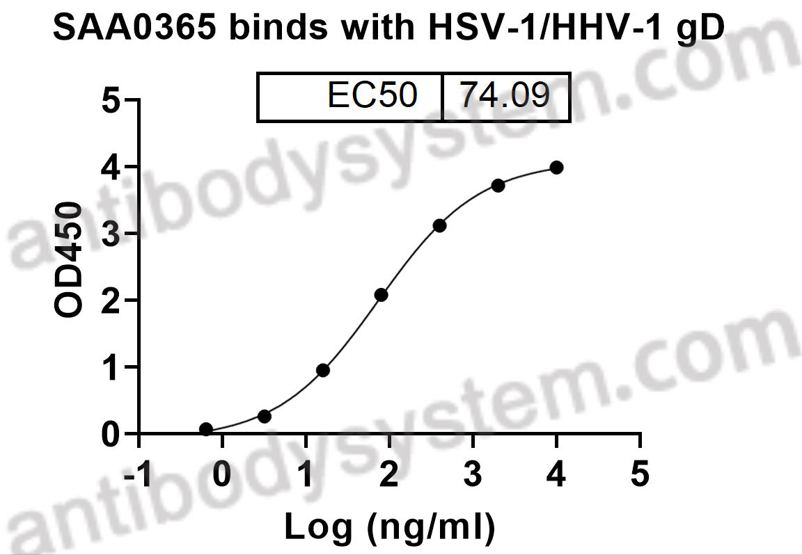Anti-HSV-2/HHV-2 gD/Envelope glycoprotein D Antibody (SAA0365)
