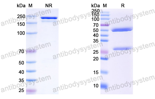 Anti-EBV/HHV-4 LMP1/BNLF1 Antibody (A3H5)