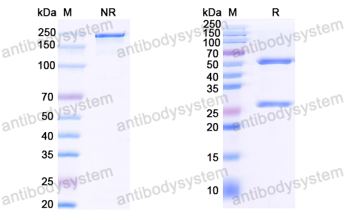 Anti-EBV/HHV-4 LMP1/BNLF1 Antibody (B10E7)