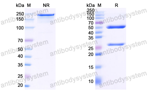 Anti-EBV/HHV-4 LMP1/BNLF1 Antibody (H11F6)