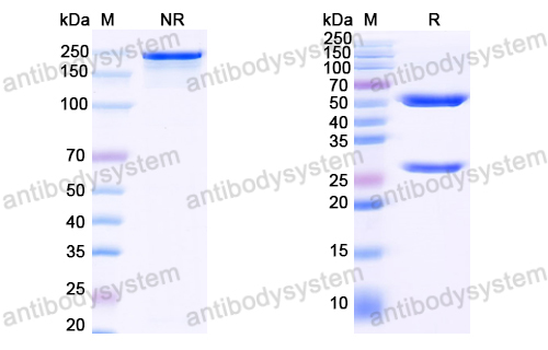 Anti-EBV/HHV-4 LMP1/BNLF1 Antibody (B10B7)