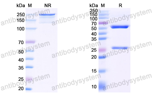 Anti-EBV/HHV-4 LMP1/BNLF1 Antibody (B2A4)