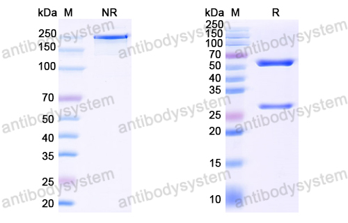 Anti-EBV/HHV-4 LMP1/BNLF1 Antibody (B8)