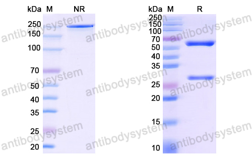 Anti-EBV/HHV-4 LMP1/BNLF1 Antibody (G5)