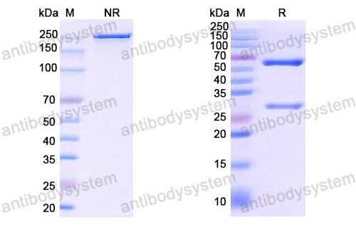 Anti-EBV/HHV-4 LMP1/BNLF1 Antibody (A4)