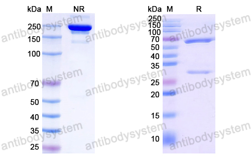 Anti-EBV/HHV-4 LMP1/BNLF1 Antibody (F5)