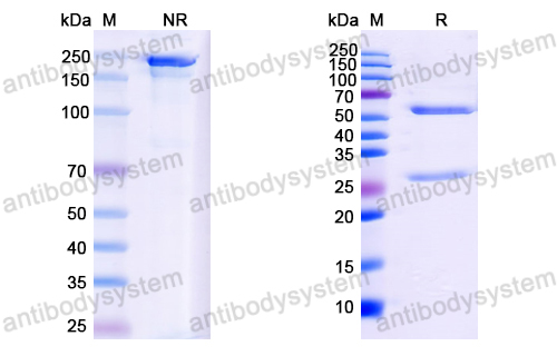 Anti-EBV/HHV-4 LMP1/BNLF1 Antibody (E2)