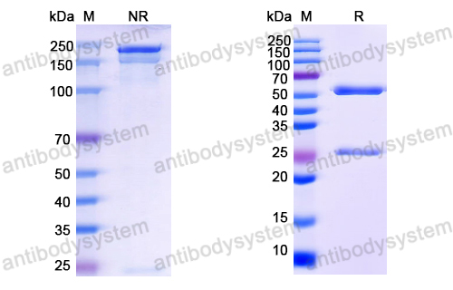 Anti-EBV/HHV-4 LMP1/BNLF1 Antibody (H3)