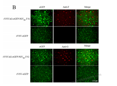 Immunofluorescence for Anti-HeV/NiV Glycoprotein G Antibody (HENV-26) ?>