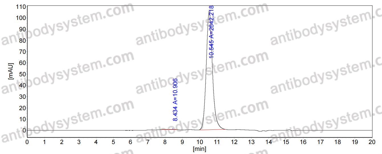 Anti-HeV/NiV Glycoprotein G Antibody (HENV-1)