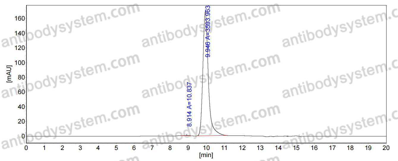 Anti-HeV/NiV Glycoprotein G Antibody (HENV-9)