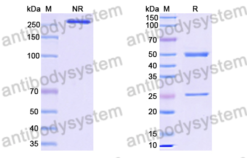 Anti-HRSV-A G/Major surface glycoprotein G Antibody (2D10)