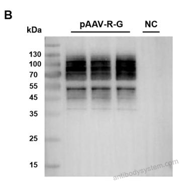 Western Blot for Anti-HRSV-A G/Major surface glycoprotein G Antibody (3D3) ?>