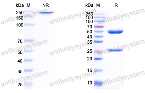 Anti-HCV NS1/gp68/gp70/Envelope glycoprotein E2 Antibody (HMAb 503)